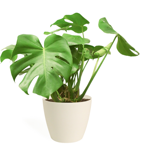 Plant