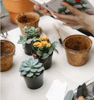 Plant 5